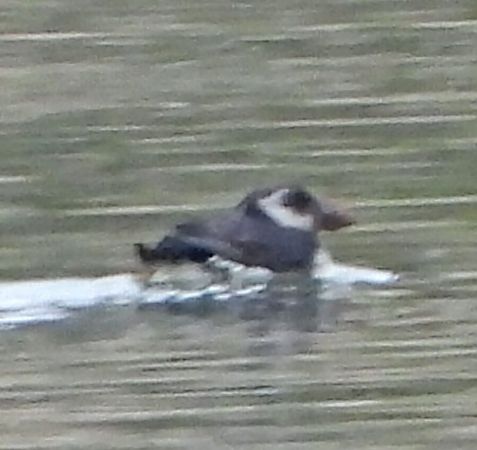 Fratercula arctica  - José F. Esparcia