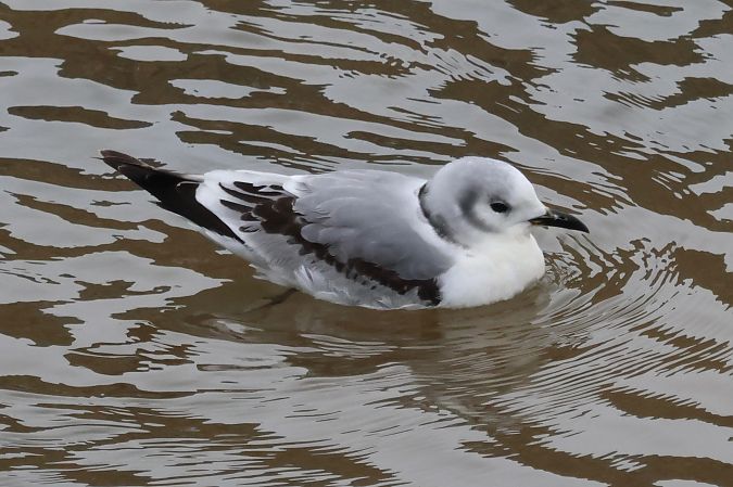 Antxeta hankabeltza  - Joseba Amenabar