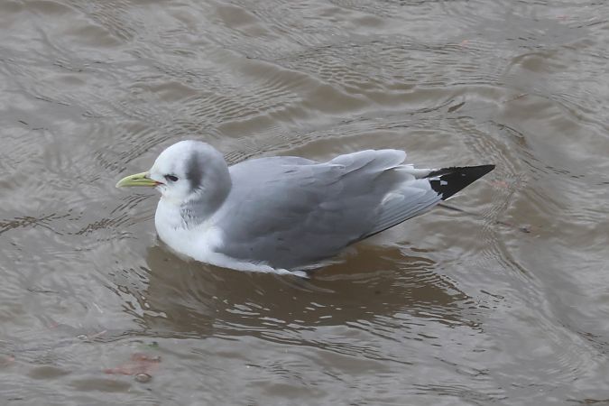 Antxeta hankabeltza  - Joseba Amenabar