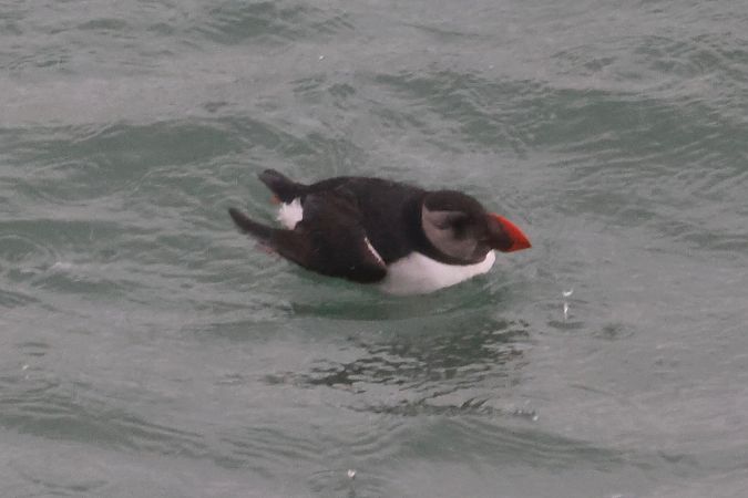 Fratercula arctica  - Joseba Amenabar