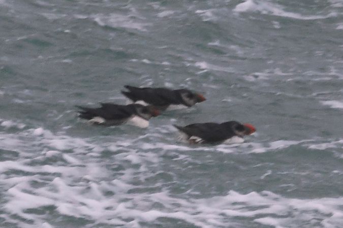 Fratercula arctica  - Joseba Amenabar