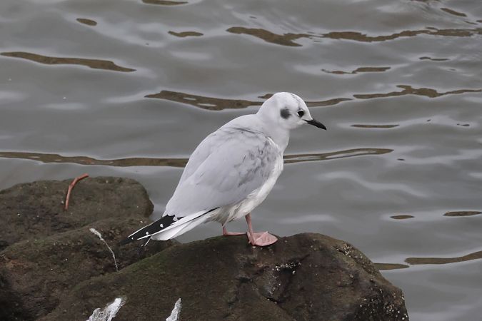 Chroicocephalus philadelphia  - Joseba Amenabar
