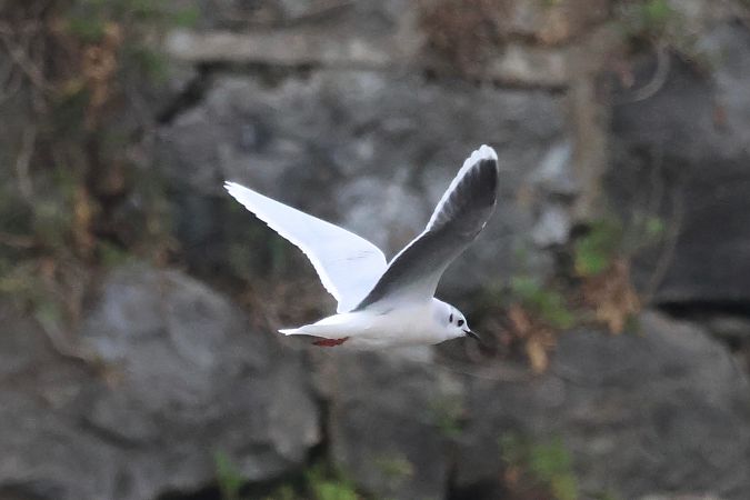 Antxeta txikia  - Joseba Amenabar