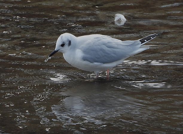 Chroicocephalus philadelphia  - Alfredo Valiente