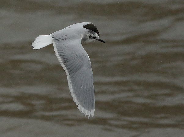 Antxeta txikia  - Alfredo Valiente