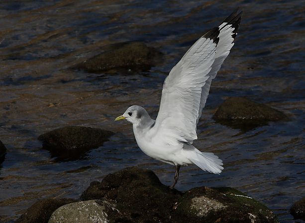 Antxeta hankabeltza  - Alfredo Valiente
