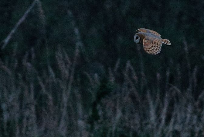 Hontz zuria  - Alfredo Valiente