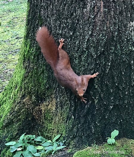 Katagorri arrunta  - Josian Bereziartua