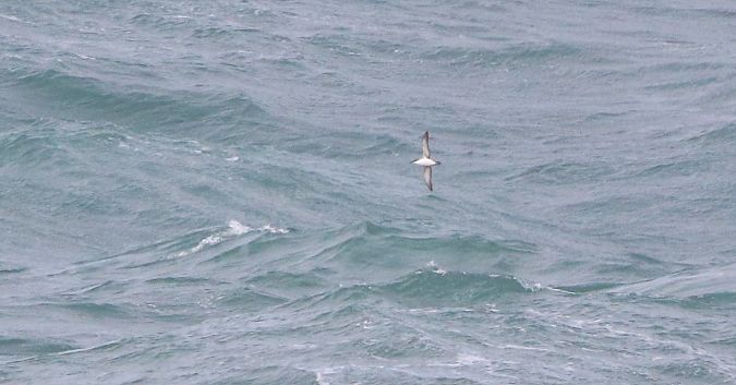 Puffinus yelkouan  - David Santamaría