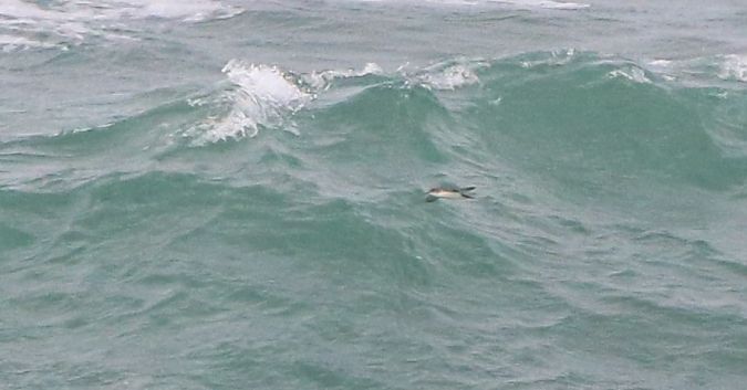 Puffinus yelkouan  - David Santamaría