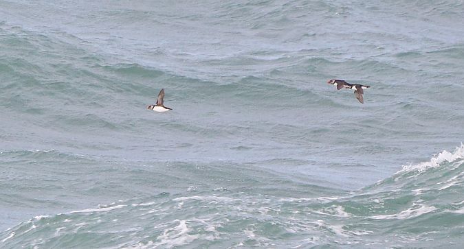 Frailecillo Atlántico  - David Santamaría