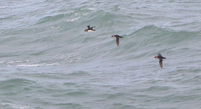 Fratercula arctica  - David Santamaría