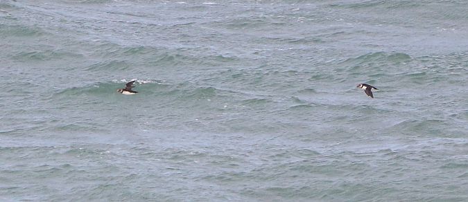 Fratercula arctica  - David Santamaría