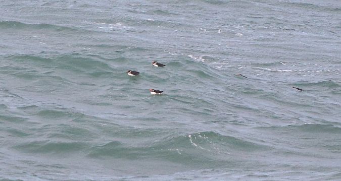 Fratercula arctica  - David Santamaría