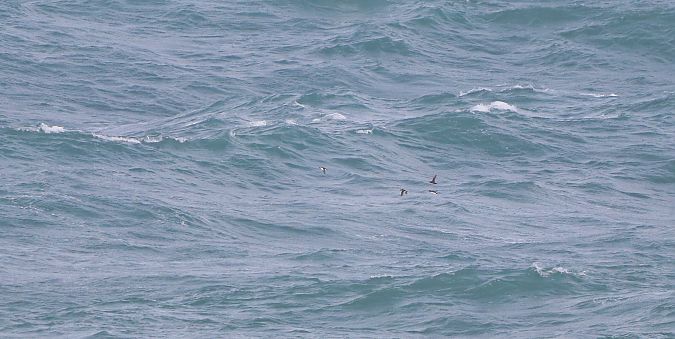 Fratercula arctica  - David Santamaría