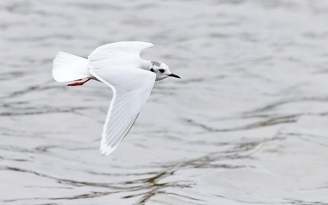 Antxeta txikia  - David Santamaría