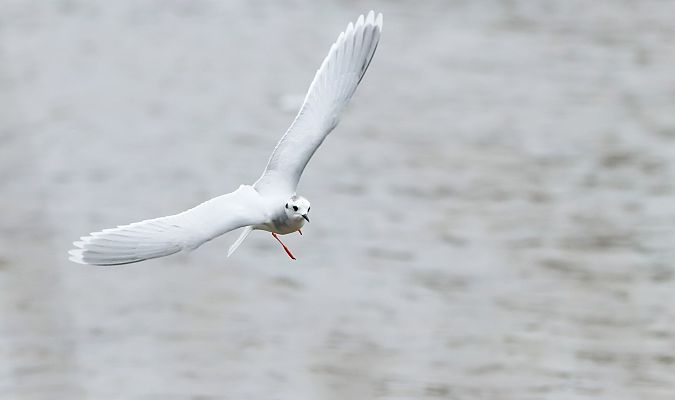 Antxeta txikia  - David Santamaría