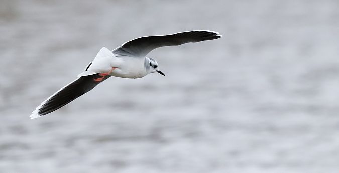 Antxeta txikia  - David Santamaría