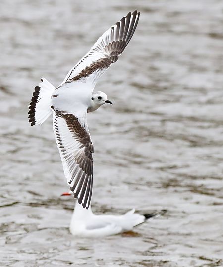 Antxeta txikia  - David Santamaría