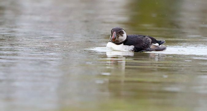 Fratercula arctica  - David Santamaría