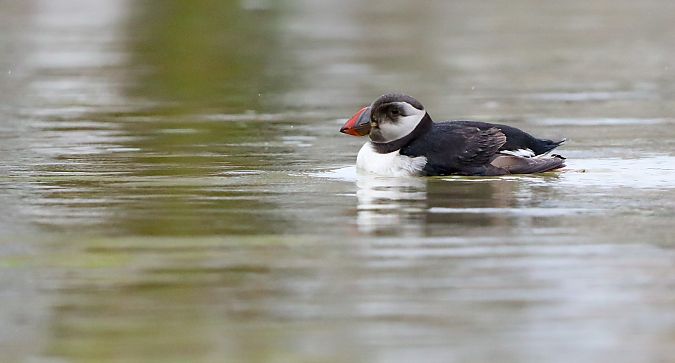 Fratercula arctica  - David Santamaría