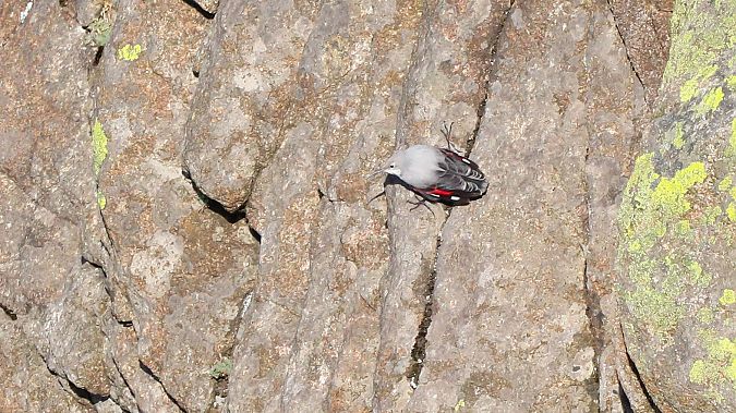 Harkaitz-txoria  - David Santamaría