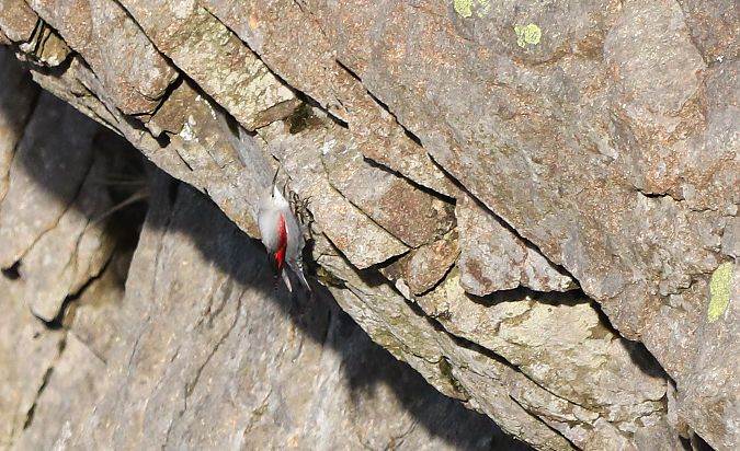 Harkaitz-txoria  - David Santamaría