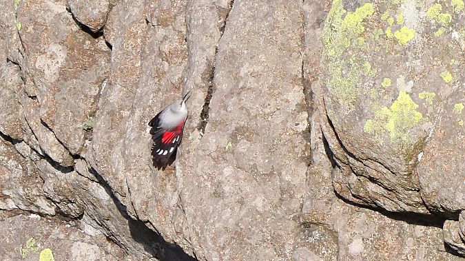 Harkaitz-txoria  - David Santamaría