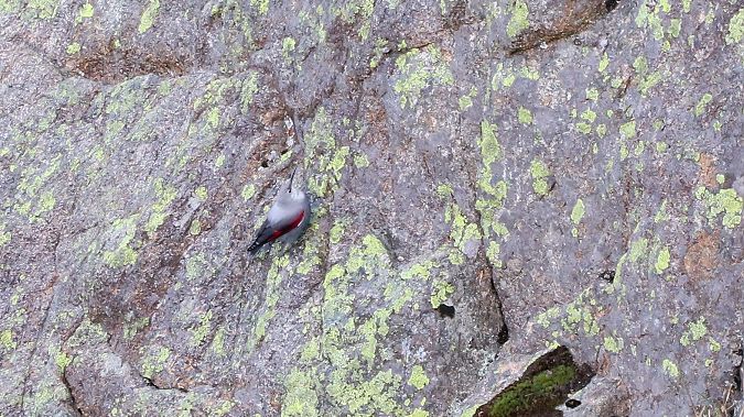 Harkaitz-txoria  - David Santamaría