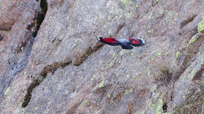 Harkaitz-txoria  - David Santamaría