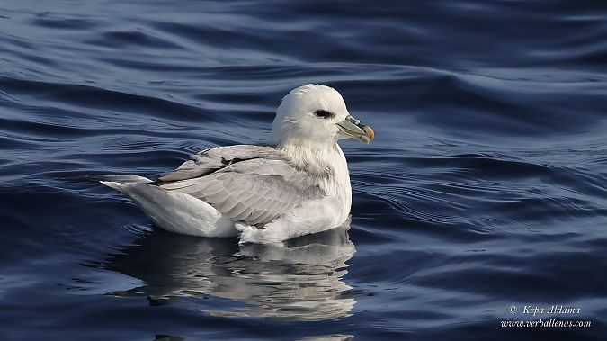 Fulmarra  - Kepa Aldama