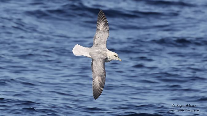 Fulmarra  - Kepa Aldama