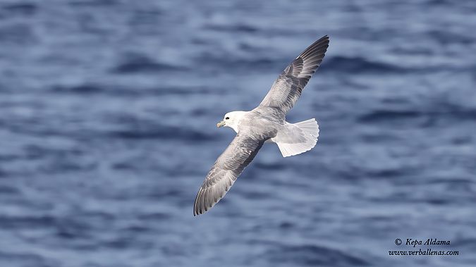 Fulmarra  - Kepa Aldama