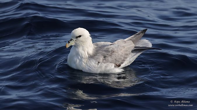 Fulmarra  - Kepa Aldama