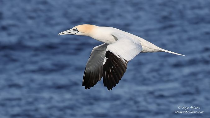 Zanga arrunta  - Kepa Aldama