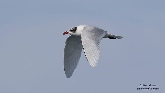 Antxeta burubeltza  - Kepa Aldama