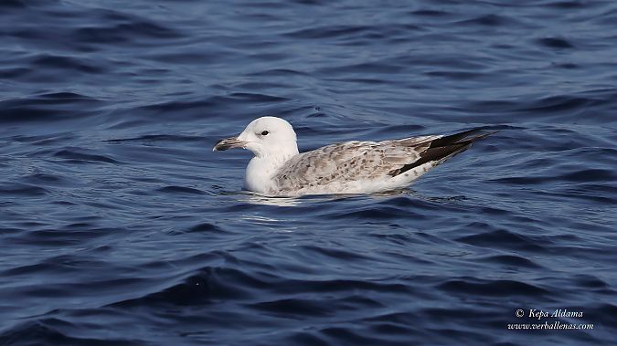 Larus cachinnans  - Kepa Aldama