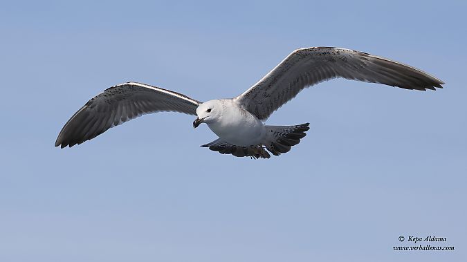 Larus cachinnans  - Kepa Aldama
