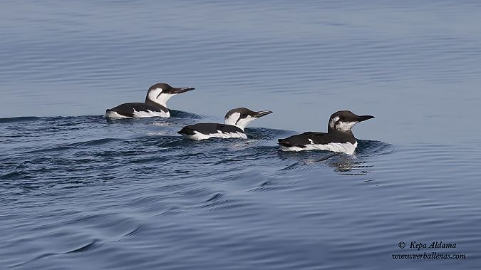 Martin arrunta  - Kepa Aldama