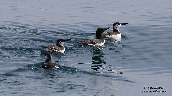 Martin arrunta  - Kepa Aldama