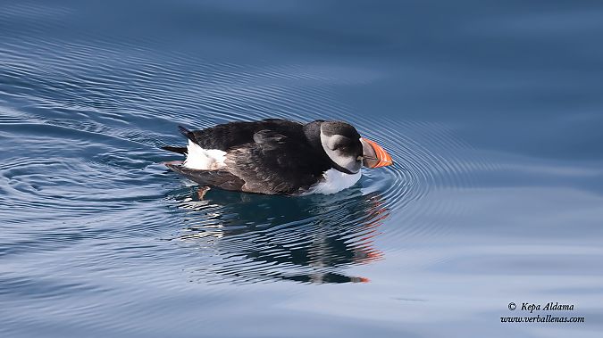 Fratercula arctica  - Kepa Aldama