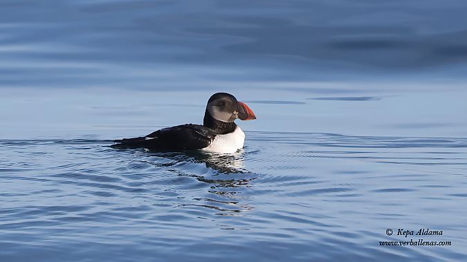 Fratercula arctica  - Kepa Aldama
