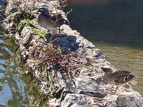 Ahate karolinarra  - Jose Ramon Labrador Rodriguez