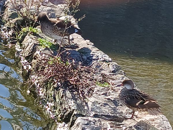 Anas bahamensis  - Jose Ramon Labrador Rodriguez