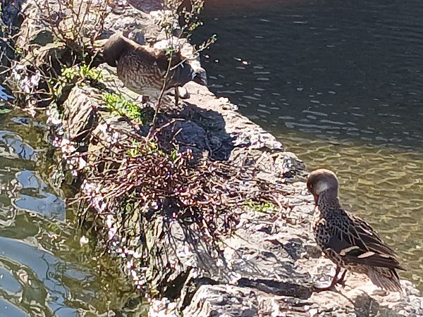 Anas bahamensis  - Jose Ramon Labrador Rodriguez