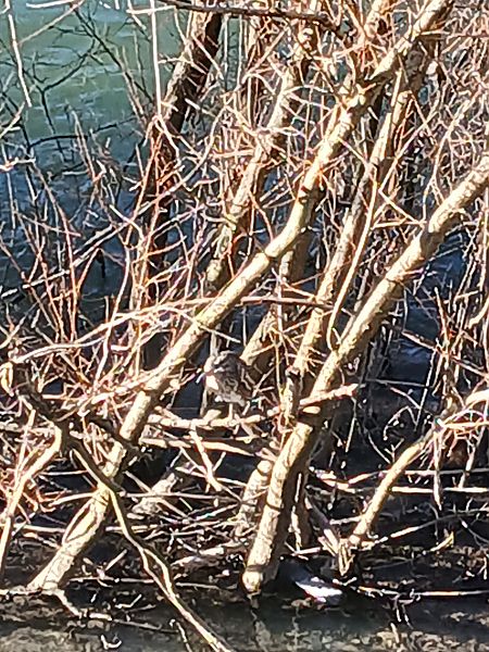 Amiltxori arrunta  - Jose Ramon Labrador Rodriguez