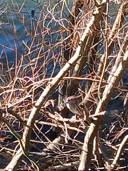 Amiltxori arrunta  - Jose Ramon Labrador Rodriguez