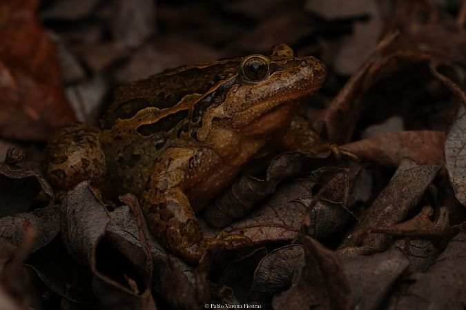 Apo pintatu iberiar  - Pablo Varona