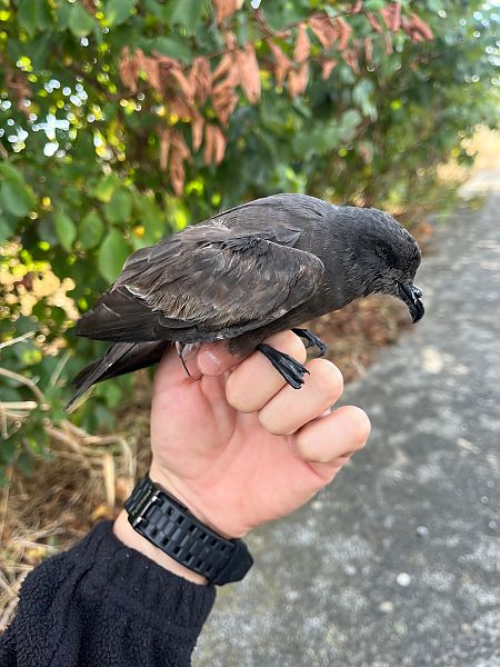 Hydrobates castro  - Pablo Varona