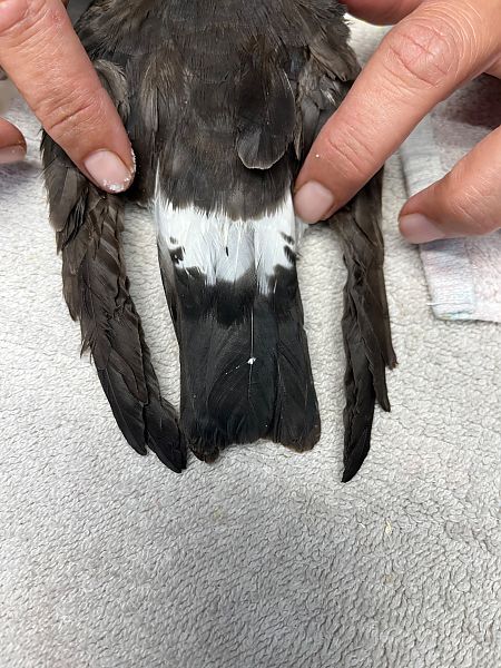 Hydrobates castro  - Pablo Varona